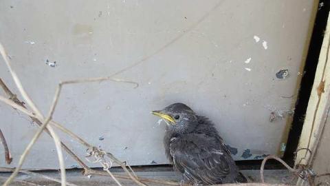 Spring Meet Up 2015 - Dollhouse-Gentlemans-Club45.jpg