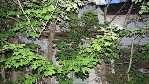 Guiding Star - 20150606201057.jpg