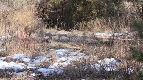 Bagotville - Bagotville-(ghost-town)24.jpg