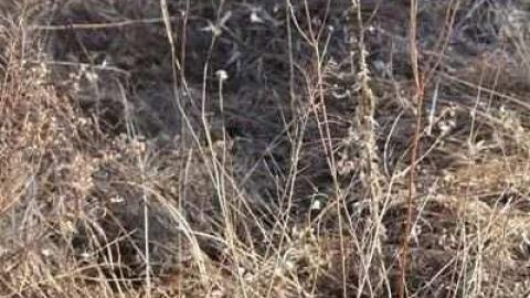 Bagotville (ghost town) - Whitby, Ontario