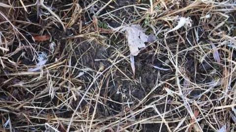 Bagotville - Bagotville-(ghost-town)29.jpg