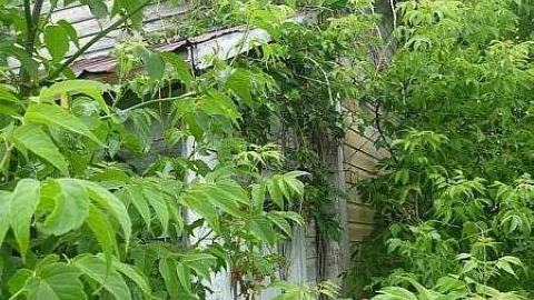 White Building photo 5