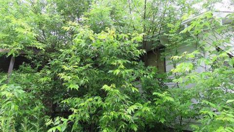 Trees Please  - 20150614182436.jpg