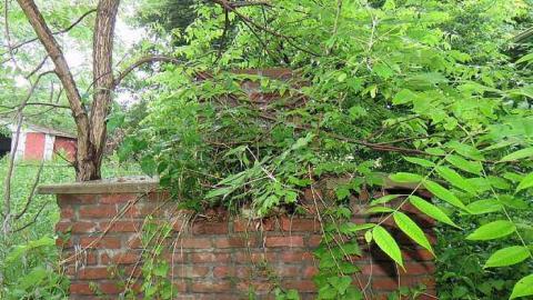 Trees Please  - 20150614182841.jpg