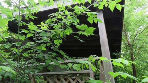 Trees Please  - 20150614182914.jpg