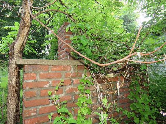 Trees Please photo 2