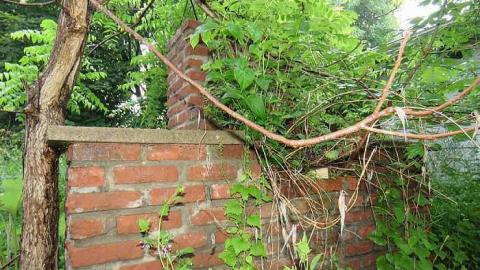 Trees Please photo 2