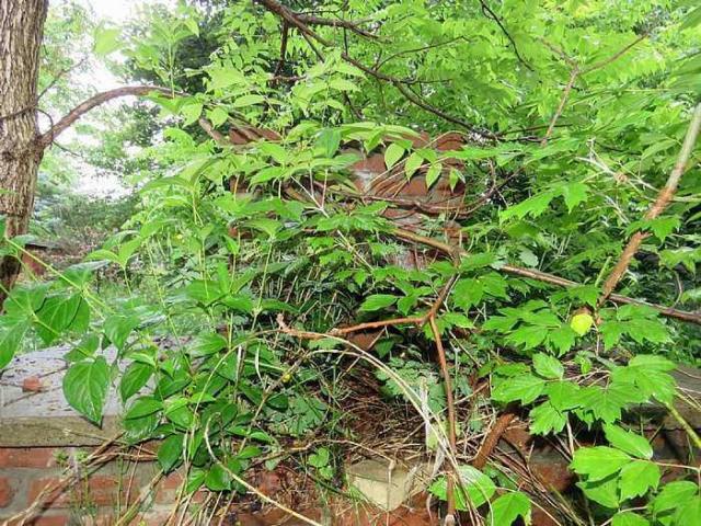 Trees Please photo 3