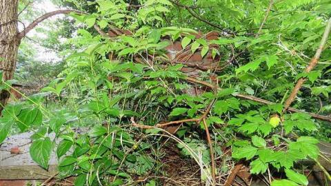 Trees Please photo 3