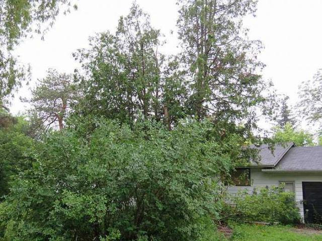 Trees Please photo 4