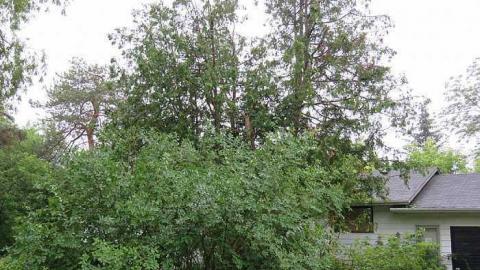 Trees Please photo 4