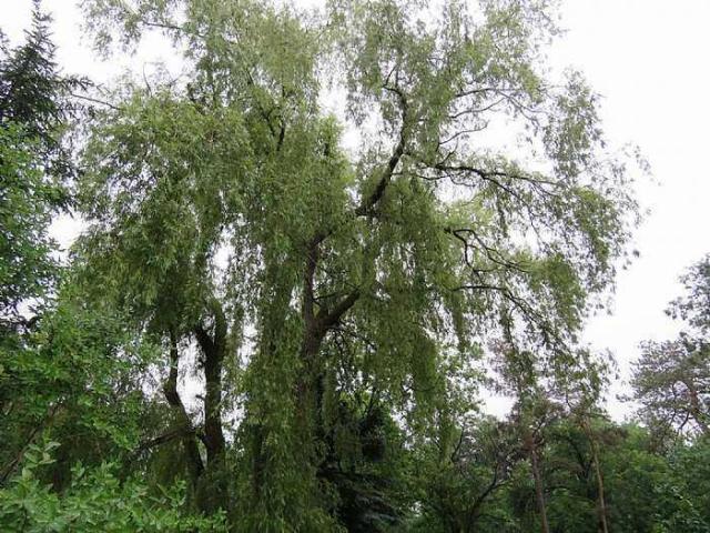 Trees Please photo 5