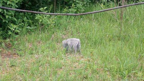 June 2015 - Jelly-Cemetery2.jpg