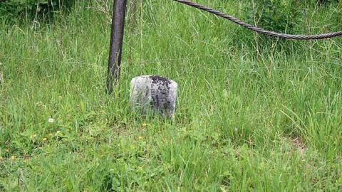 June 2015 - Jelly-Cemetery11.jpg