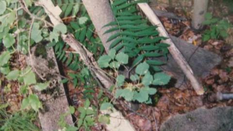 Camp Calydor - Gravenhurst-Nazi-POW-Camp30.jpg