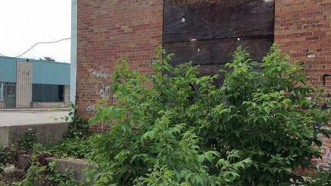 S and L - S-and-L-Plant88.jpg