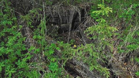 Old Dawson Pioneer House photo 2