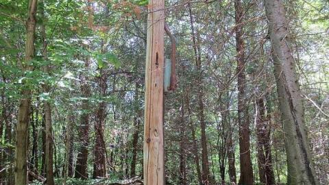 Too Much Green - Huron-Natural-Area-ruins12.jpg