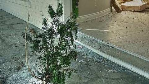 Dirt Nap - Half-Cut3.jpg