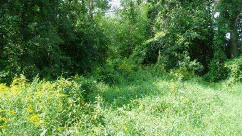 Passmore Avenue photo 3