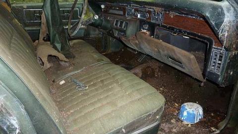 Imprisoned by the forest photo 2