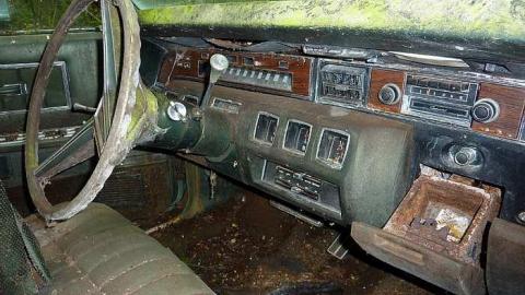 Imprisoned by the forest photo 3