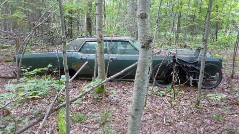 Imprisoned by the forest photo 4