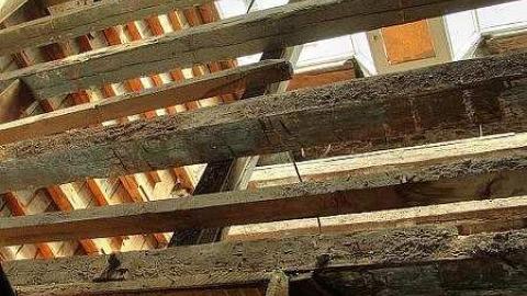 Savannah Rowe's Guts - Savannah-Rowe56.jpg