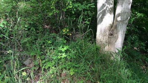 7/12/15 - The-Soup-Bridge3.jpg