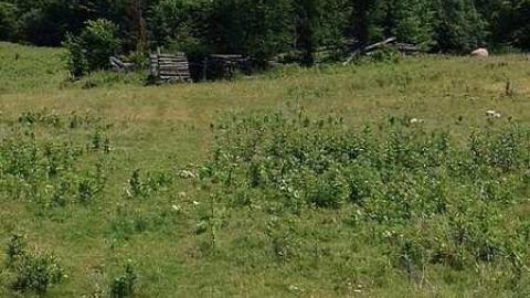 More New Found 2015 - Newfoundout-(ghost-town)33.jpg