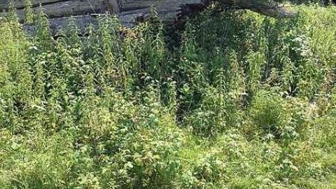 More New Found 2015 - Newfoundout-(ghost-town)34.jpg