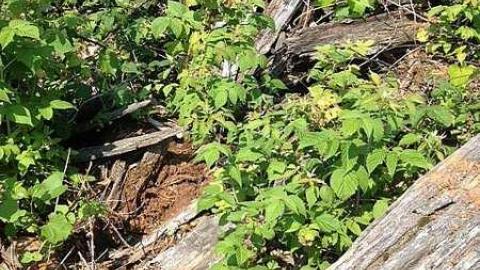 More New Found 2015 - Newfoundout-(ghost-town)30.jpg