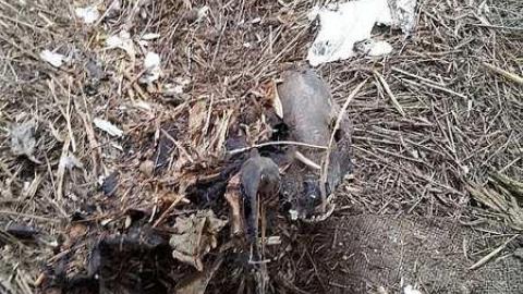 Rural Remains  - 20150524_153036.jpg