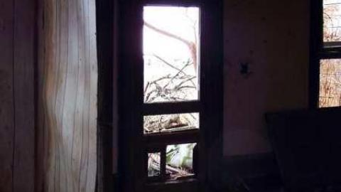 Palmyra Gem - DSCF7197.jpg