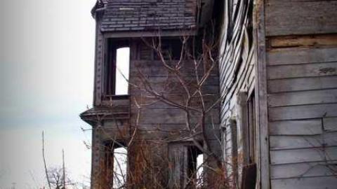 Palmyra Gem - DSCF7202.jpg