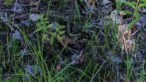 Sudbury Zaitz Raceway photo 5