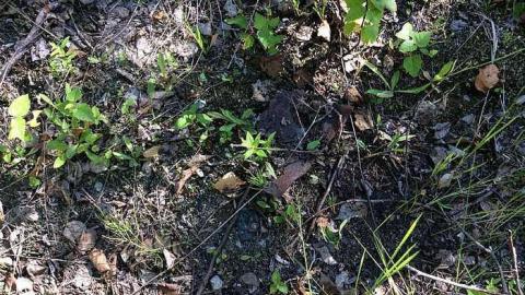 7/19/15 - Sudbury-Zaitz-Raceway-Gallery22.jpg