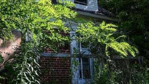 Excessive Overgrowth - Empty-House-Nobleton46.jpg