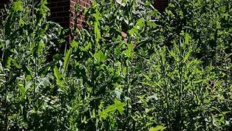 Excessive Overgrowth - Empty-House-Nobleton49.jpg