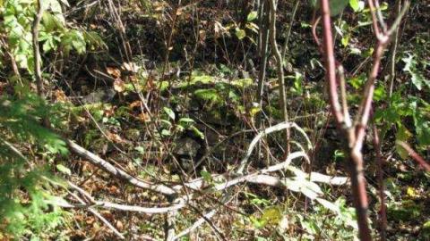 The Calcium Pits photo 4