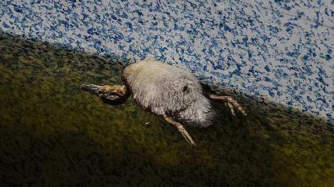 Capacious Red - Capacious-Red30.jpg