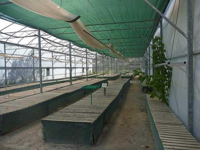 Pickering Perrenials photo 2