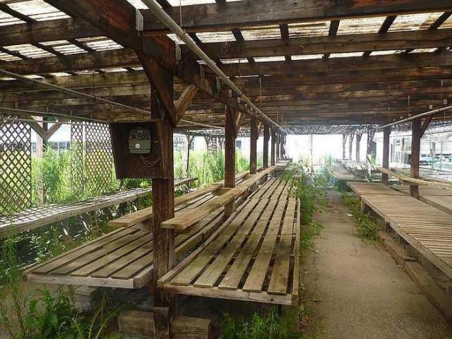 Pickering Perrenials photo 3