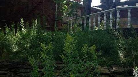 August 3 2015  - Branningham-Grove39.jpg