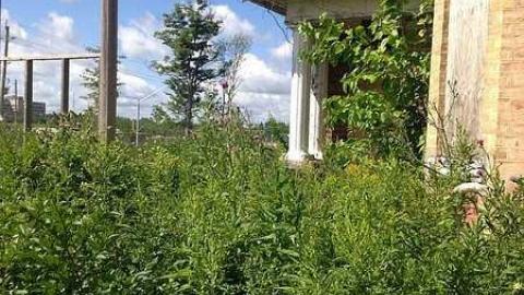 August 3 2015  - Branningham-Grove41.jpg