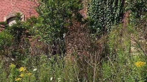 August 3 2015  - Branningham-Grove42.jpg