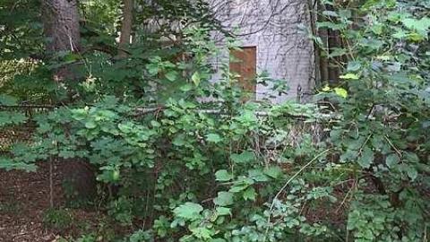 Photo from Forgotten Beauty