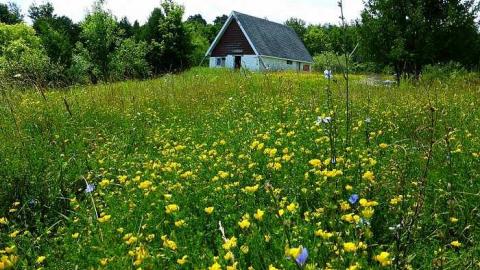 Rock Hill Park - Old-Camp-near-Whitfield45.jpg