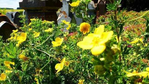 Whitfield - Whitfield-(ghost-town)16.jpg