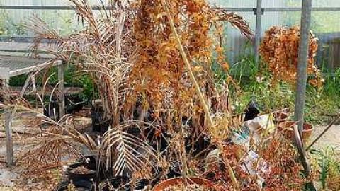 Stakes '15 - DSC06628.jpg